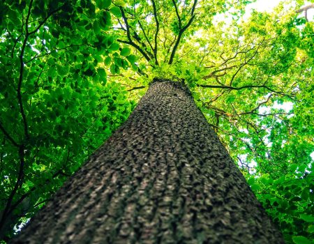 tree care